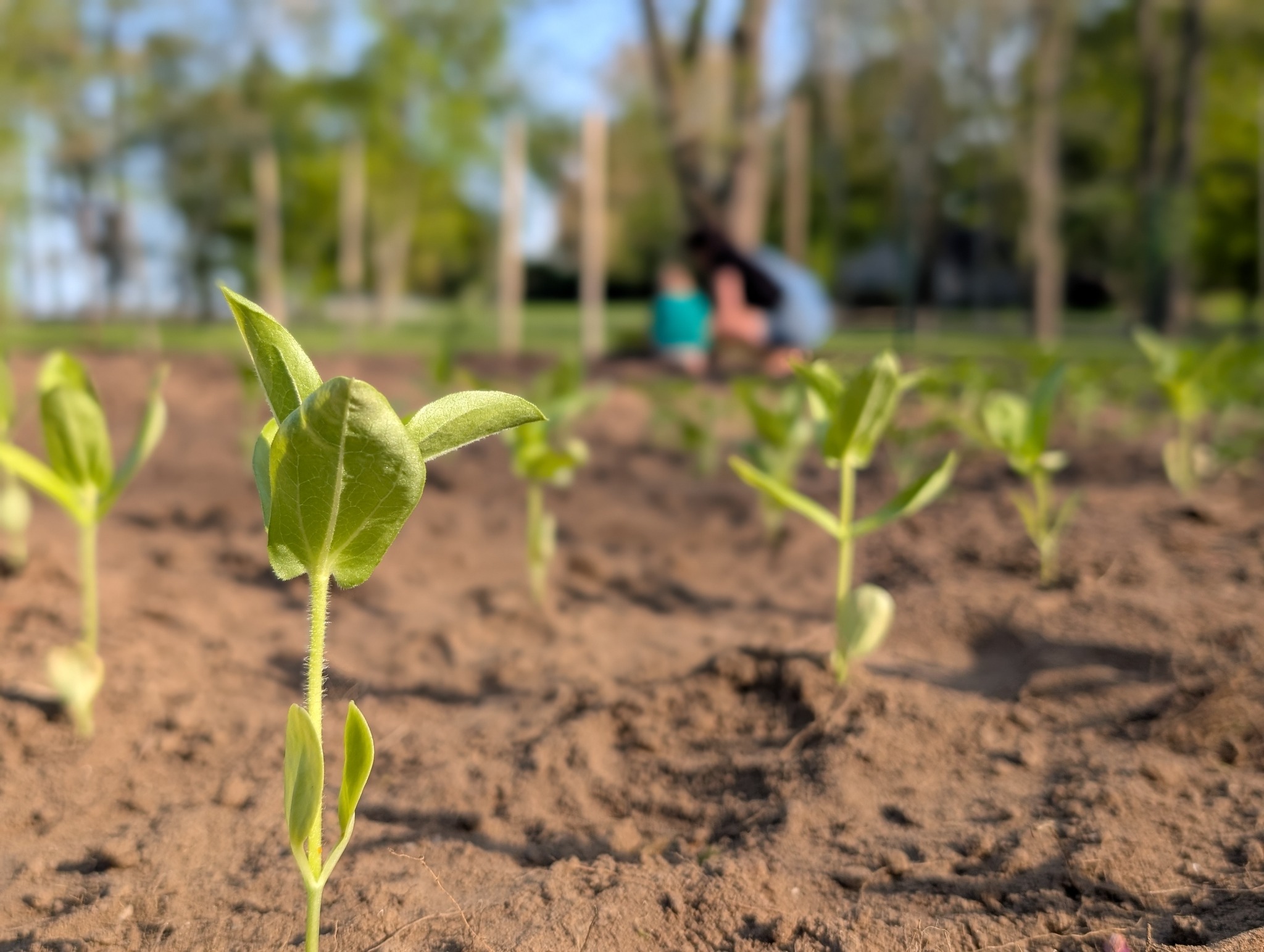 seedling being planted